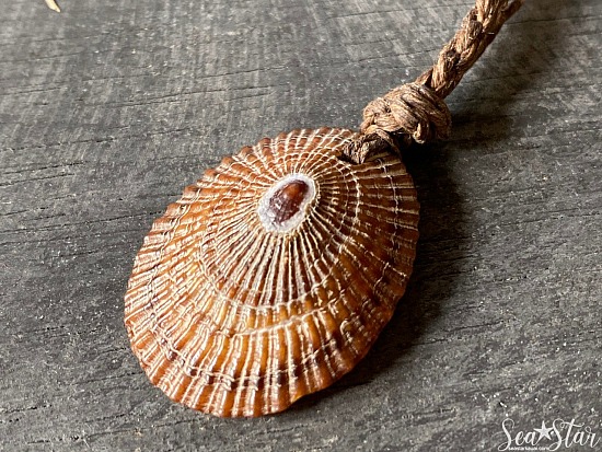 Large Opihi Shell Necklace (#0600)